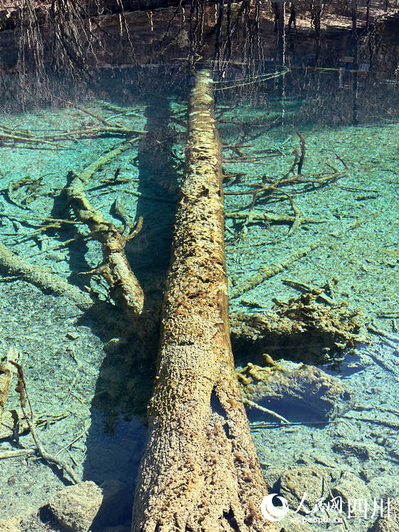 五花海中的枯樹。人民網記者 王波攝