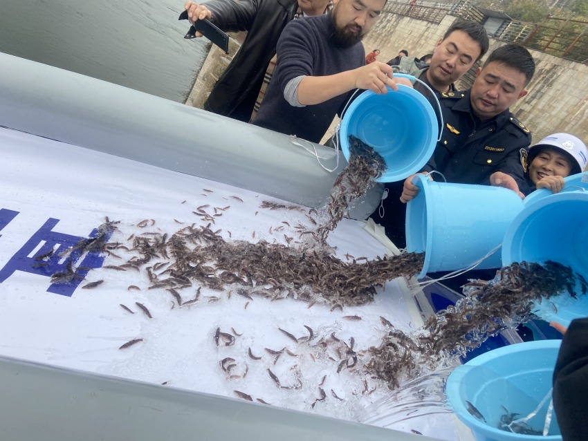 放流活動現場。宜賓市廣播電視臺供圖