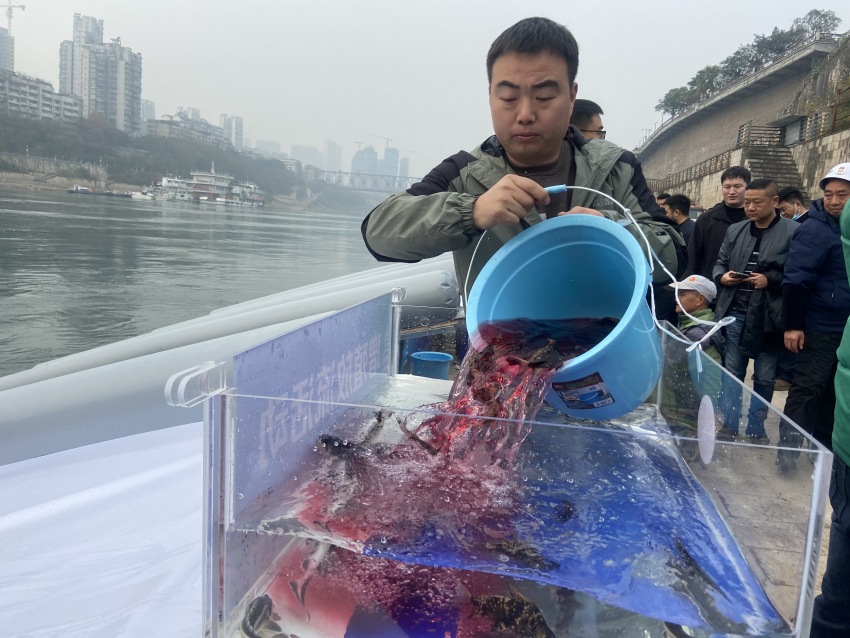 放流活動現場。宜賓市廣播電視臺供圖