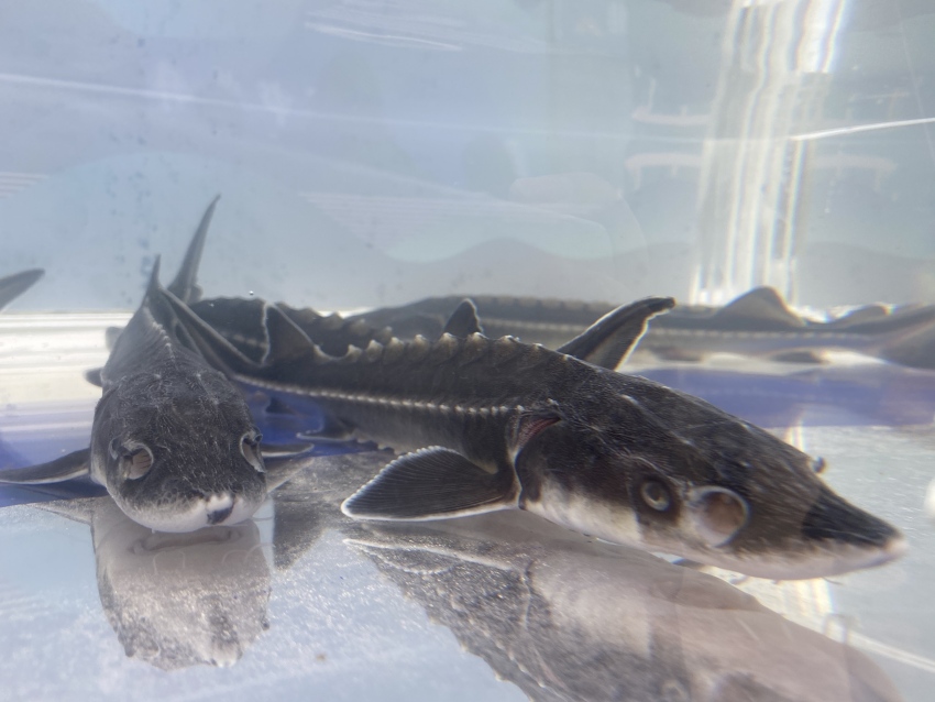 珍稀魚種——長江鱘。宜賓市廣播電視臺供圖