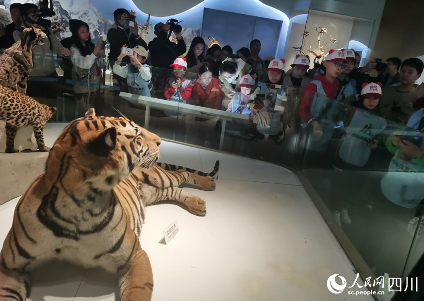 “小東北虎”和孟加拉虎的“對視”。人民網記者 劉海天攝