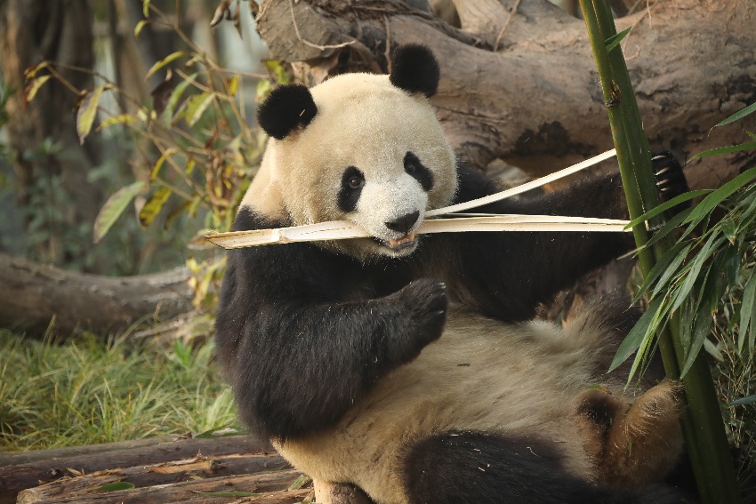 大熊貓安逸。成都大熊貓繁育研究基地供圖