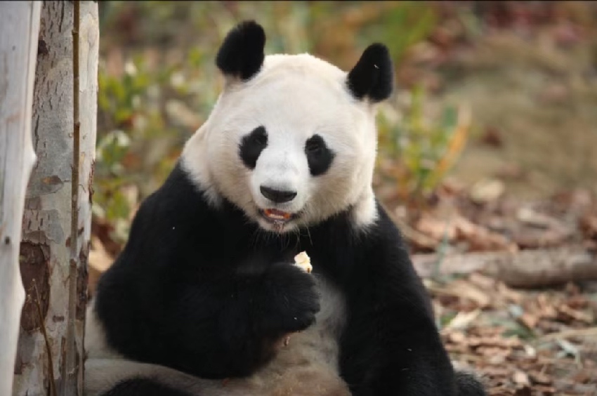 大熊貓成績。成都大熊貓繁育研究基地供圖