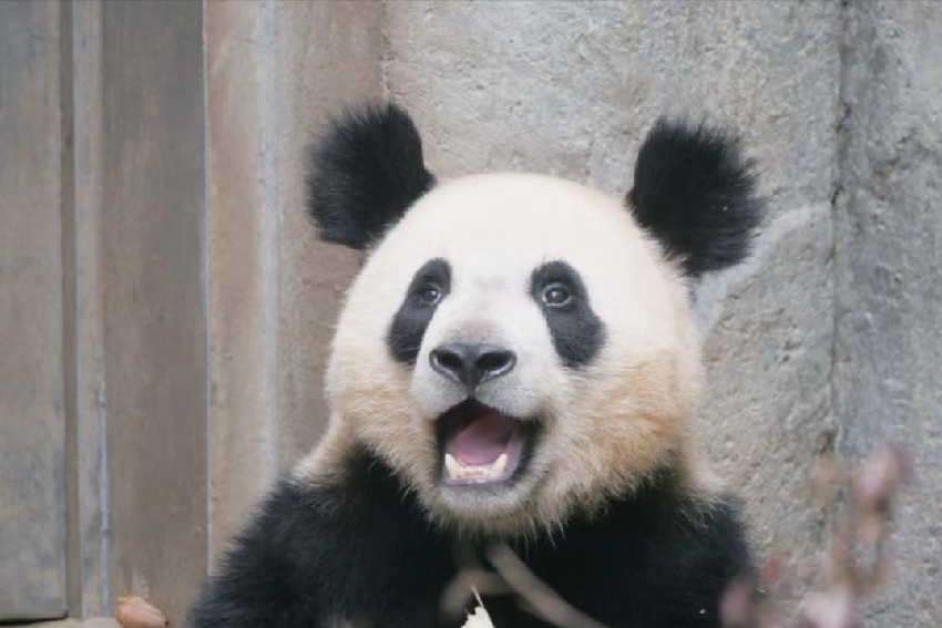 大熊貓金寶。成都大熊貓繁育研究基地供圖