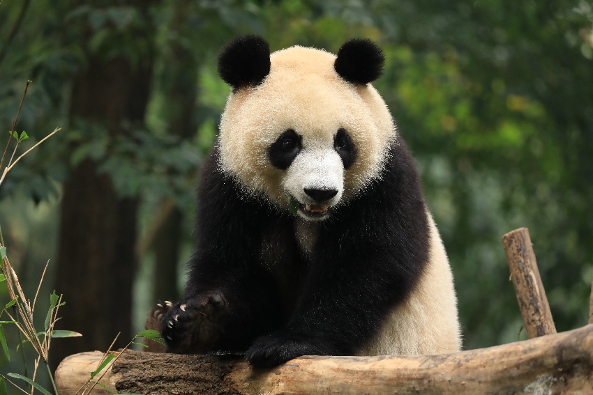 大熊貓潤玥。成都大熊貓繁育研究基地供圖