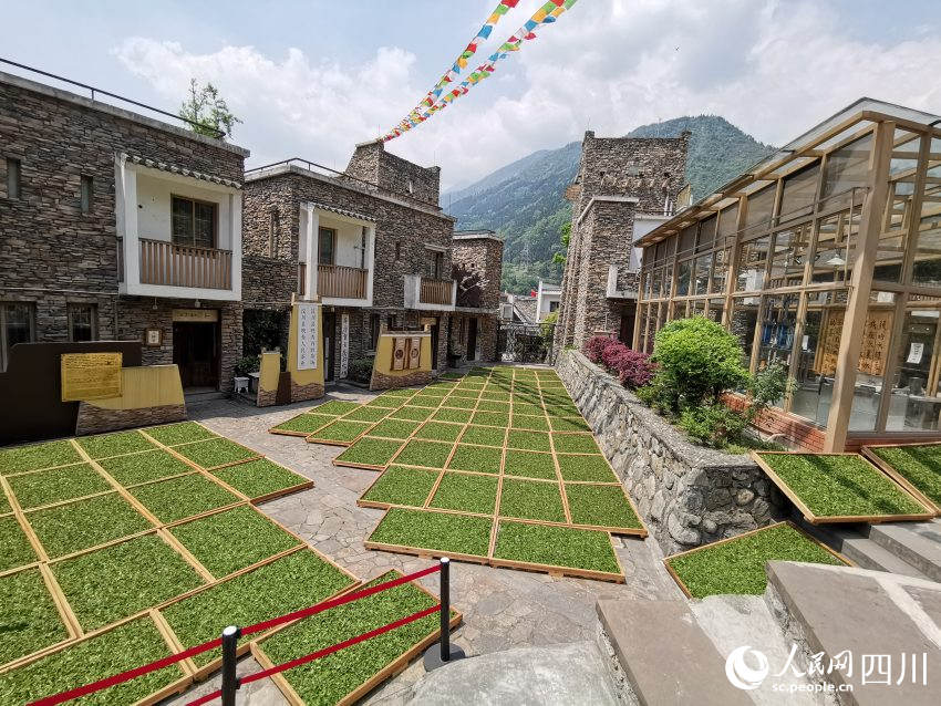 2016年正在曬春茶“茶祥子”制茶坊。受訪者供圖