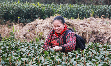    “峨眉問春”開采 茶農忙掙“過年錢”      目前，樂山境內推廣種植“峨眉問春”已達到3萬余畝。據樂山市茶產業發展中心預測，今年春茶批量采摘將在2月中下旬，正常天氣情況下，全市早春茶產量預計達到2.35萬噸，產值約46億元，“綠葉子”成了推動百姓增收的“金葉子”?！驹敿殹?   