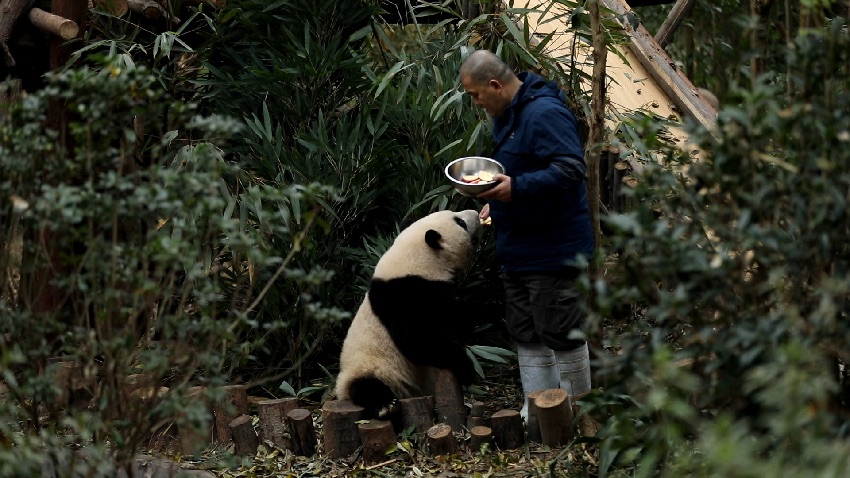 飼養員譚金淘“譚爺爺”與大熊貓和花“花花”。成都大熊貓繁育研究基地供圖