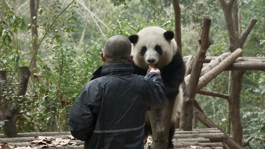 飼養員譚金淘“譚爺爺”與大熊貓和花“花花”。成都大熊貓繁育研究基地供圖
