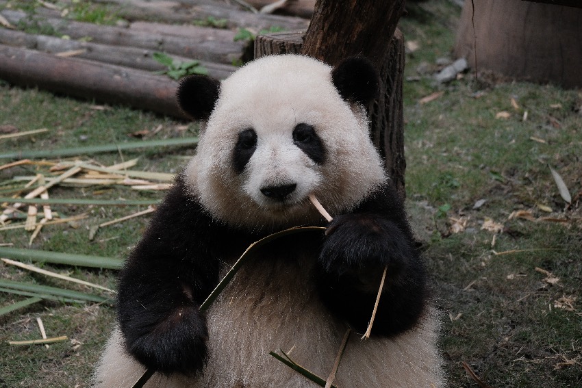大熊貓“花花”。成都大熊貓繁育研究基地供圖