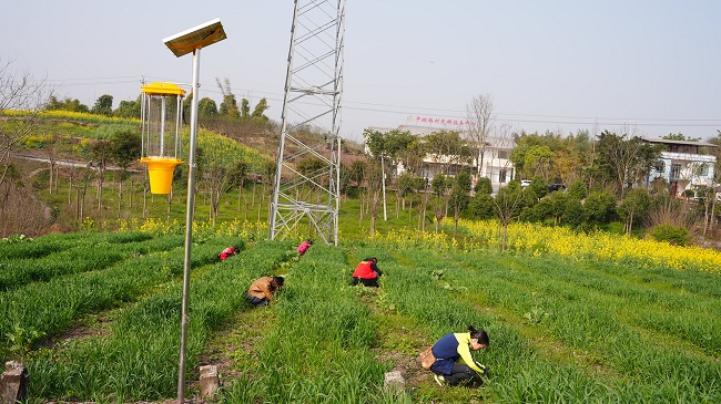 農技人員開展病蟲害調查。徐振宇供圖