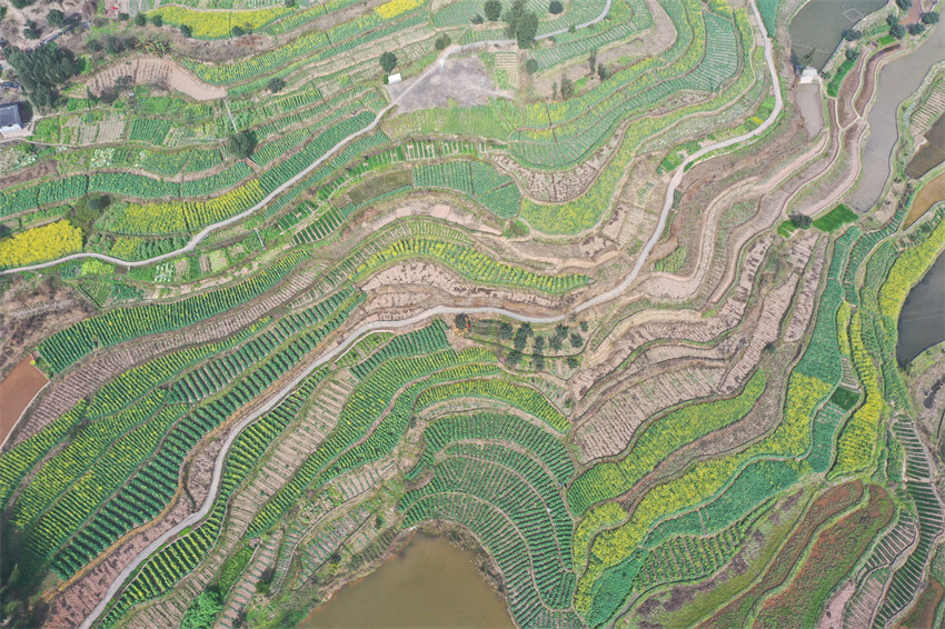 2月20日，瀘州市納溪區上馬鎮太平村梯田油菜花海盛開。陳揚攝