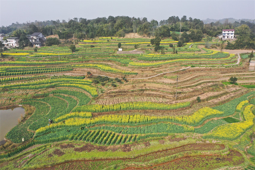 2月20日,瀘州市納溪區上馬鎮太平村梯田油菜花海盛開。陳揚攝