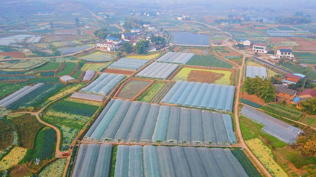 鼎新鎮蔬菜大棚。