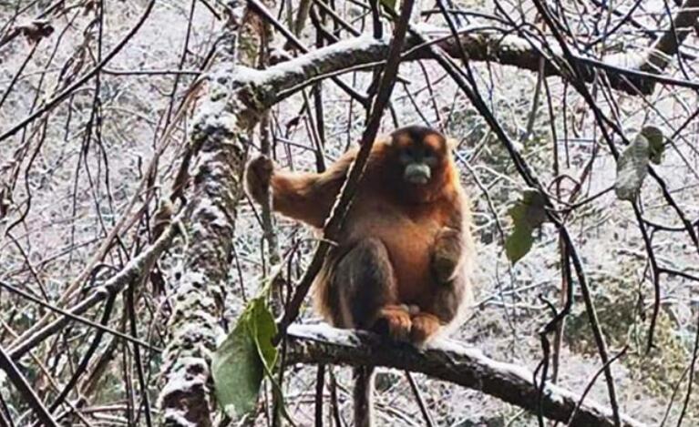 四川滎經縣首次發現野生川金絲猴