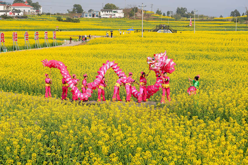 舞龍愛好者在花海中訓練。牟科攝