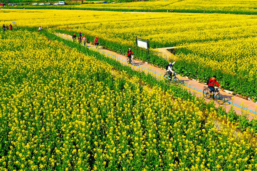 游客踏青賞花，享受春光。牟科攝 