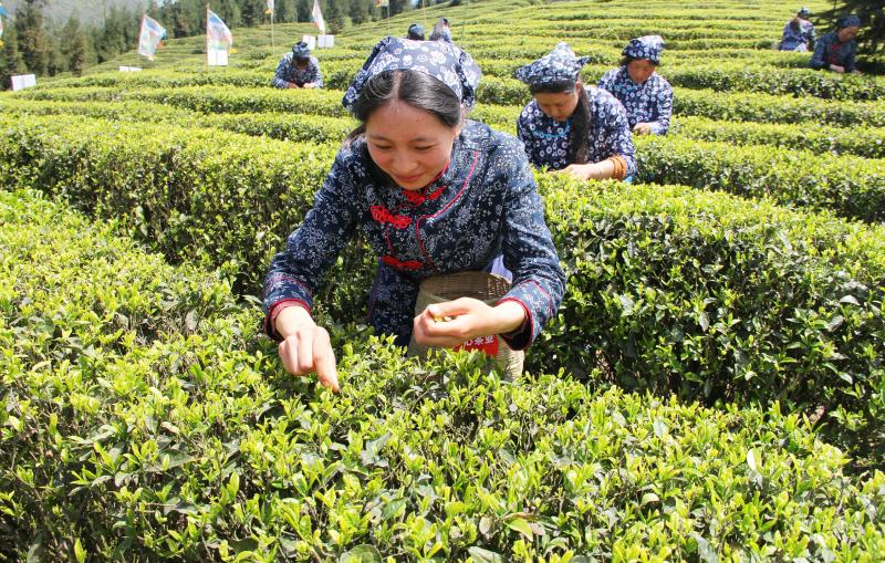 雅安市雨城區春茶采摘。雨城區政府辦公室供圖