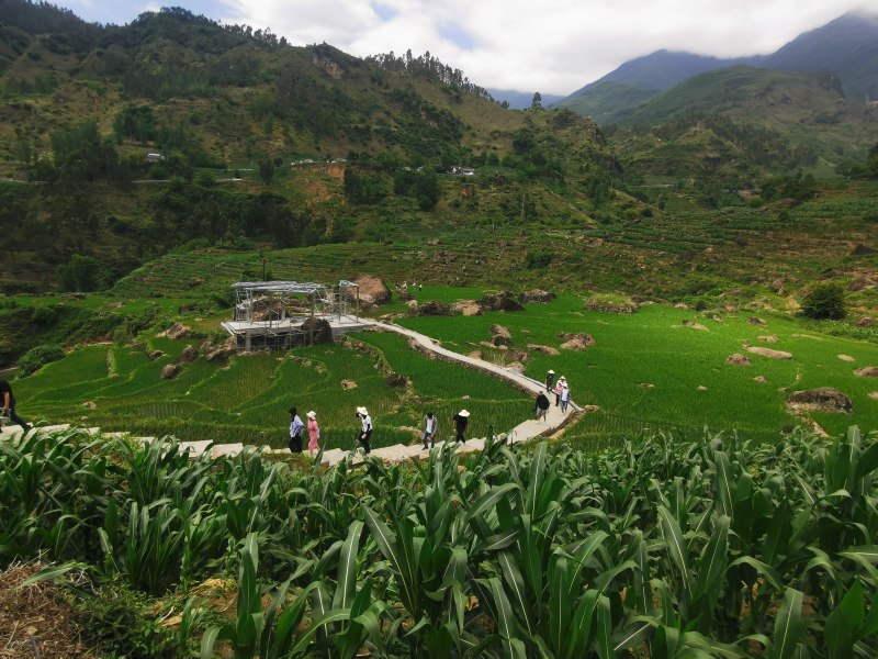 眉山村村民行經綿竹幫扶修建的山間棧道進行生產。