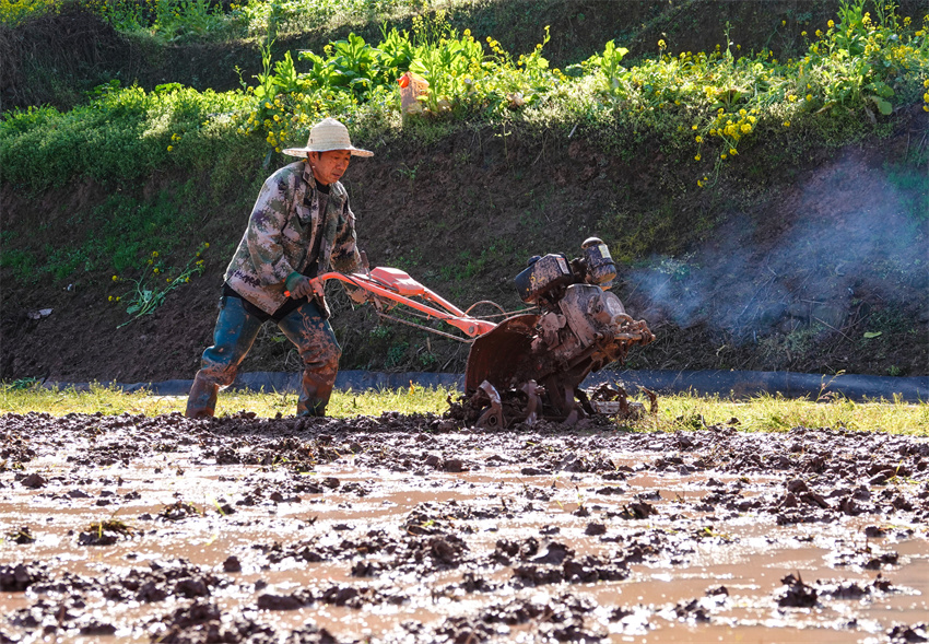 走在春風里，備耕陽光下。劉媛攝