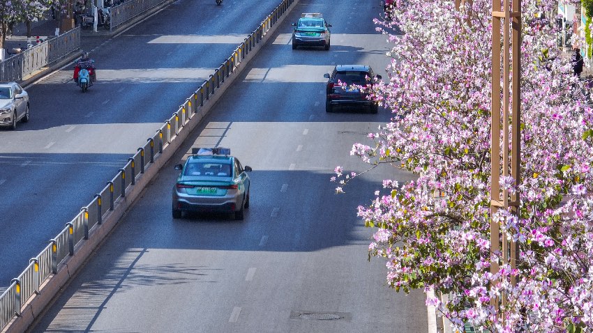 宮粉紫荊。西昌市融媒體中心供圖