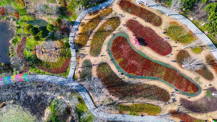 郁金香航拍。西昌市融媒體中心供圖