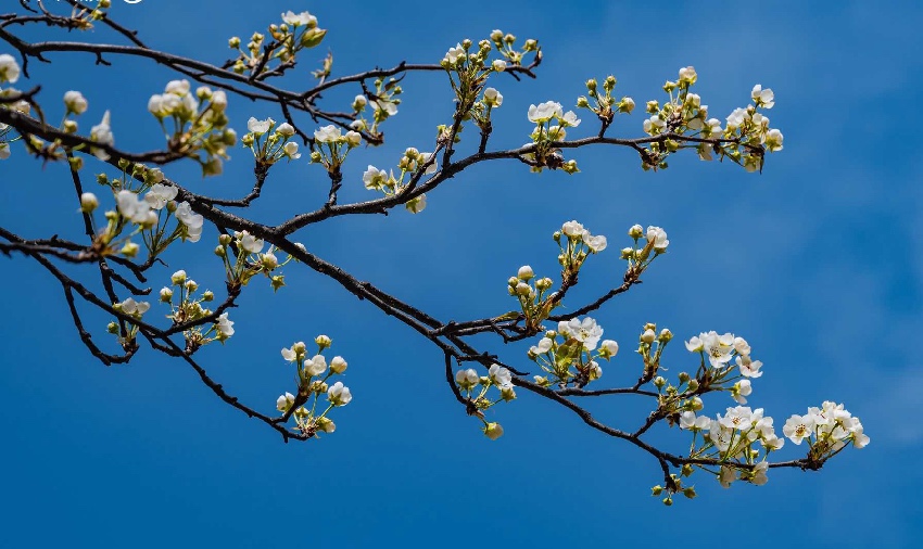 丹巴梨花。何曦攝