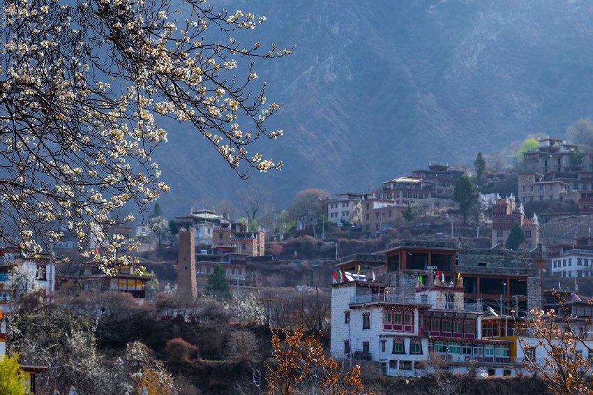 丹巴梨花。何曦攝