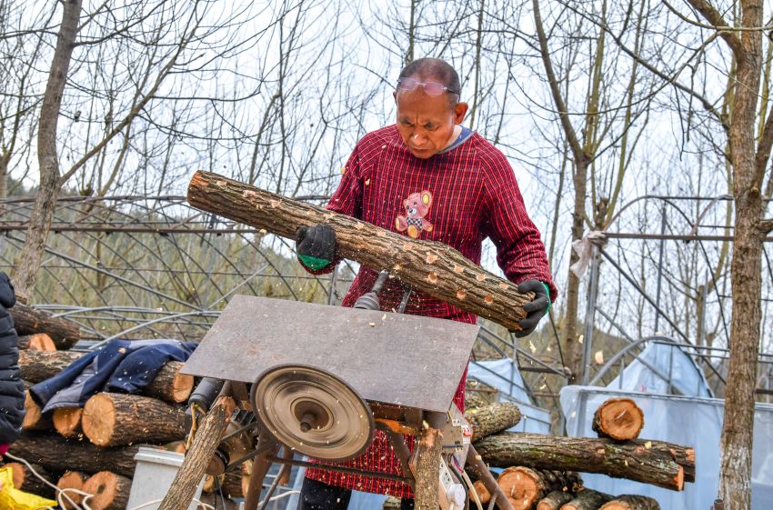 村民侯高祥正在給菌棒打孔。程聰供圖