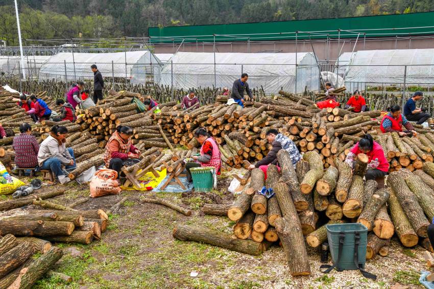 耳農們正有序進行銀耳接種備料工作。程聰供圖