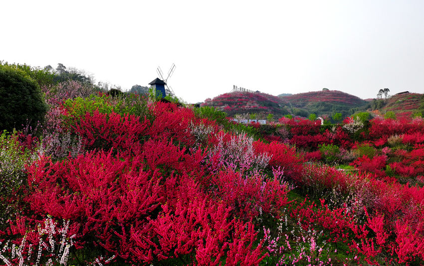 桃花朵朵開，山村美如畫。廖勝春攝