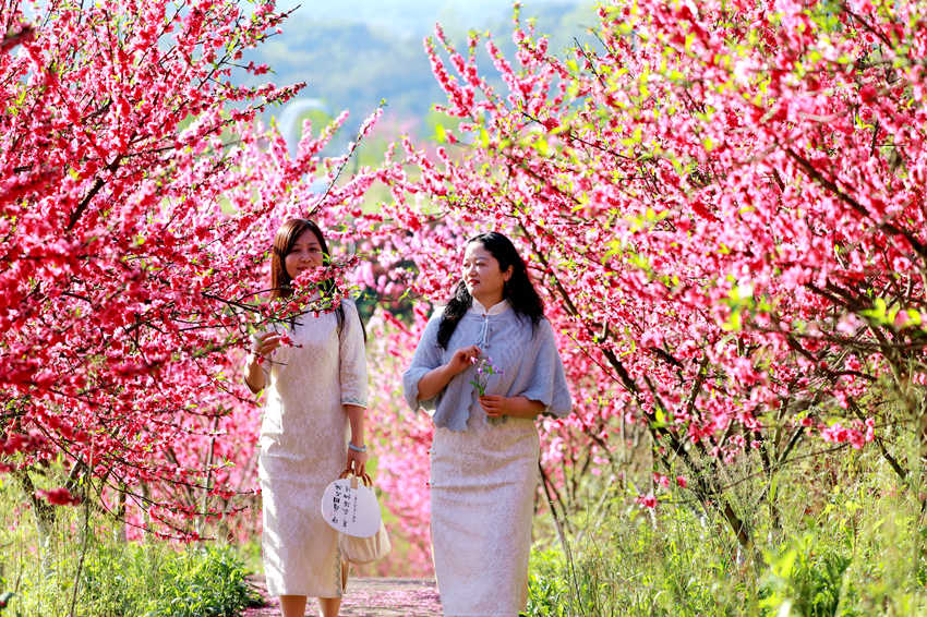 游客在賞花游玩。廖勝春攝 