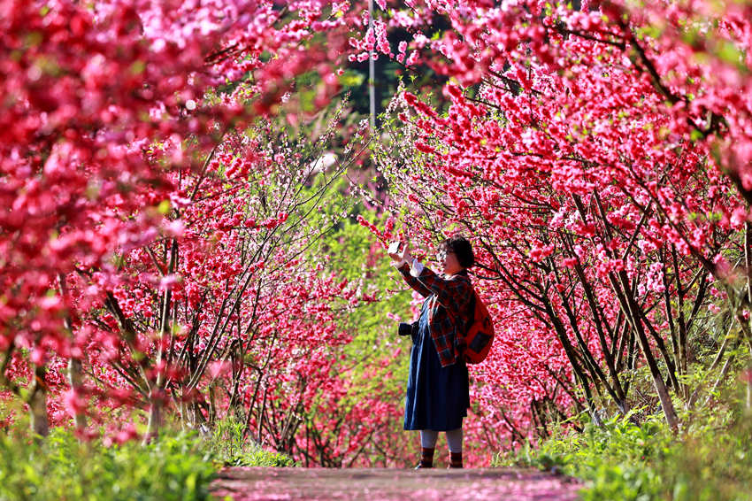 游客在賞花游玩。廖勝春攝 