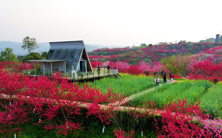 游客在賞花游玩。廖勝春攝