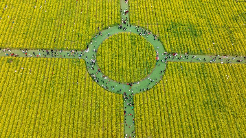 航拍：市民正在油菜花田里游玩。王夢攝