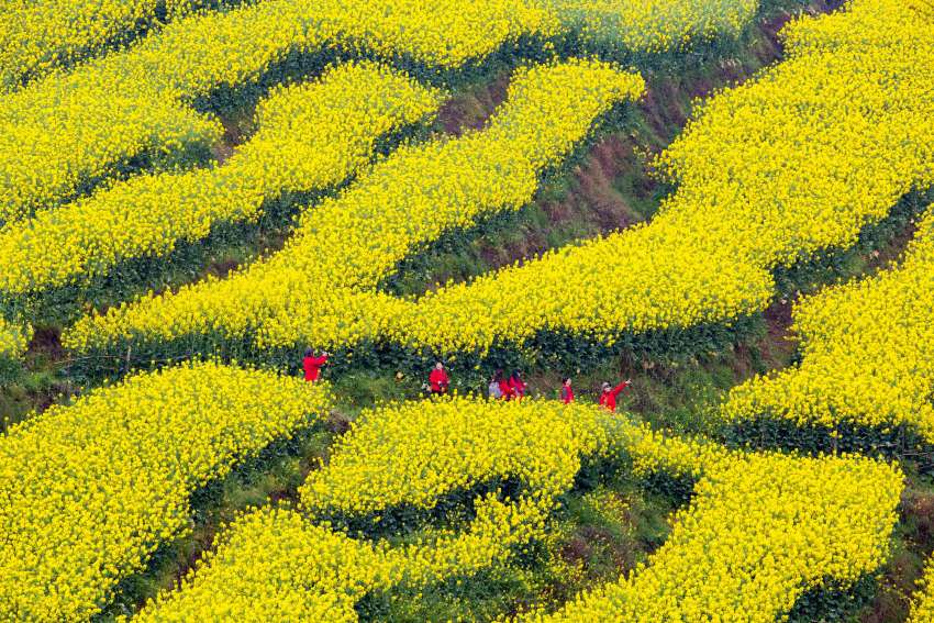 游客在油菜花中游玩。王曉洪攝