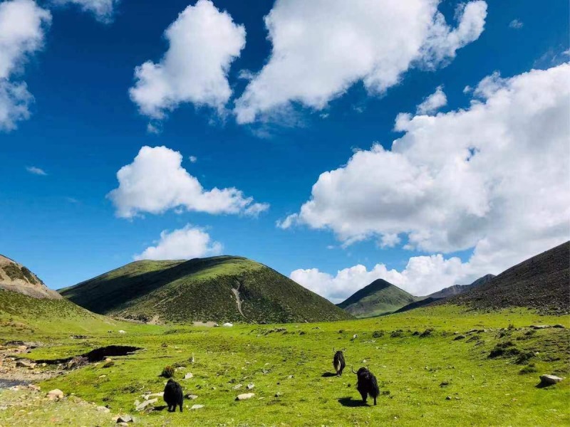 新龍牦牛養殖場。成都交投集團供圖