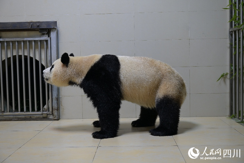 大熊貓“福寶”入住新家 。李傳有攝