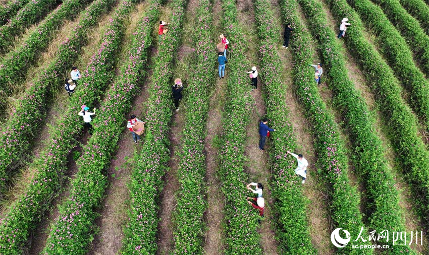 玫瑰花開滿家園。人民網記者 劉海天攝