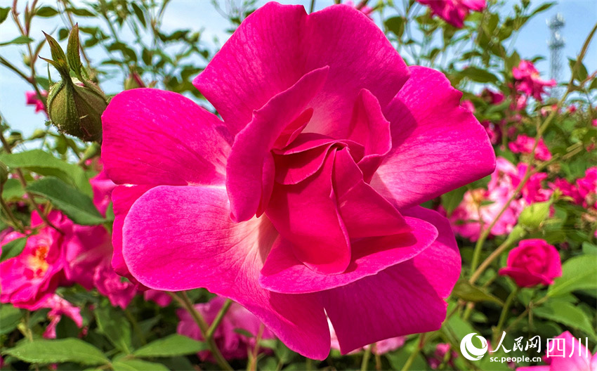 紅花如火在眼前。人民網記者 劉海天攝