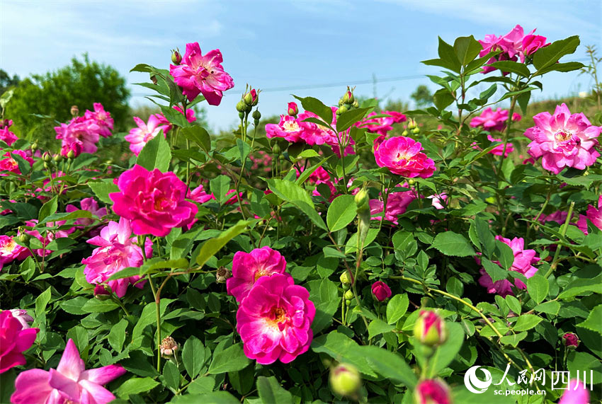 沐浴陽光美藍天。人民網記者 劉海天攝