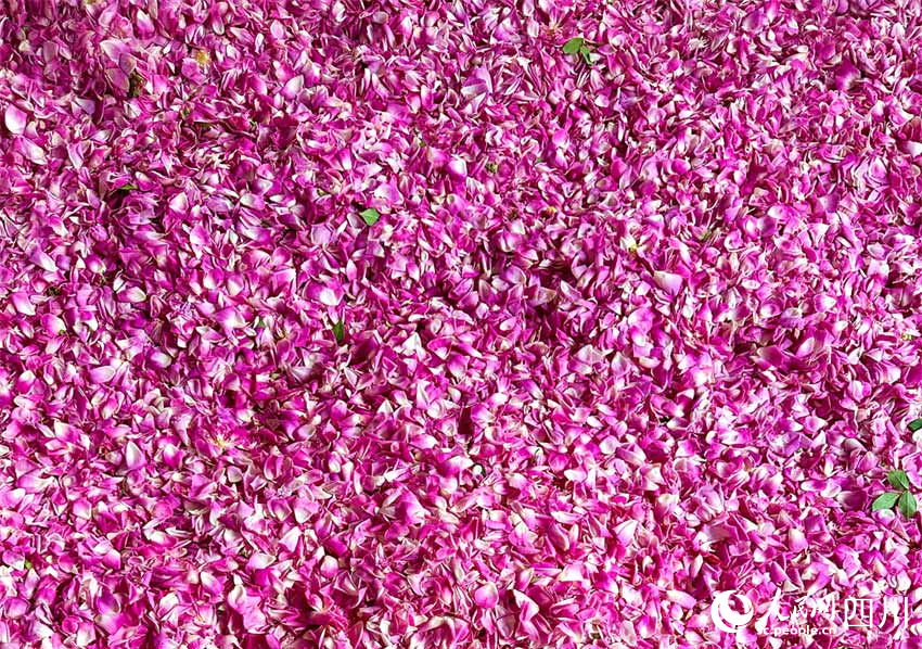 姹紫嫣紅意綿綿。人民網記者 劉海天攝