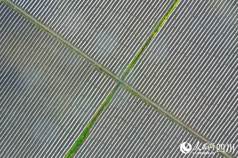 春耕正當時，烤煙起壟忙。王尚欽攝 