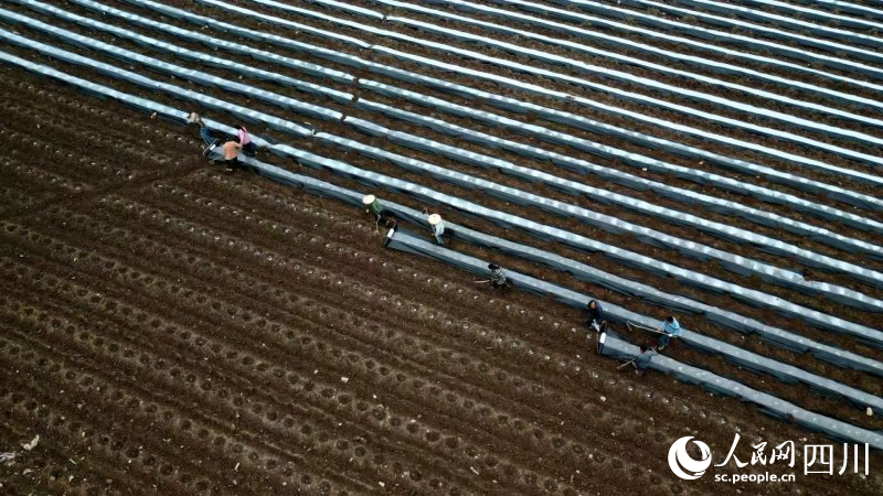 春耕正當時，烤煙起壟忙。王尚欽攝 