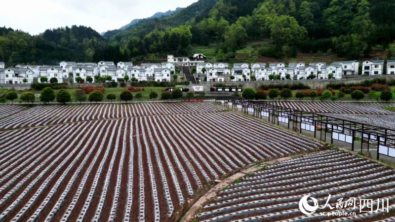 春耕正當時，烤煙起壟忙。王尚欽攝 