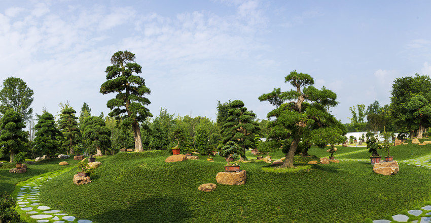 川派盆景。郫都融媒供圖