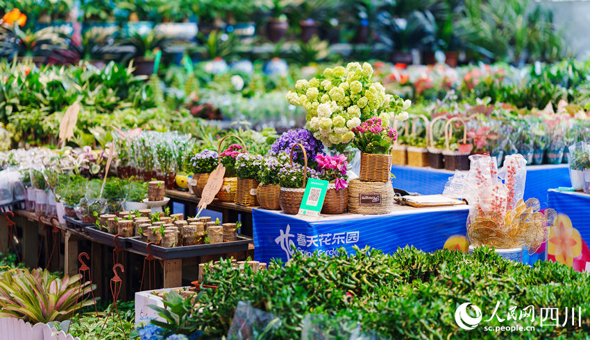 春天花樂園里的花卉苗木。孫浩攝