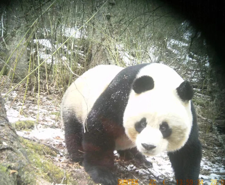 大熊貓。黃龍管理局供圖