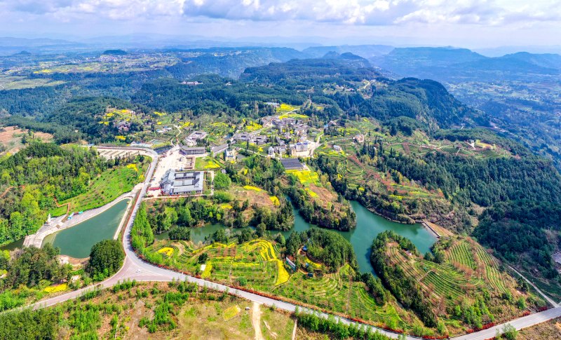 平昌縣是川東北優勢綠茶主產區。平昌縣委組織部供圖