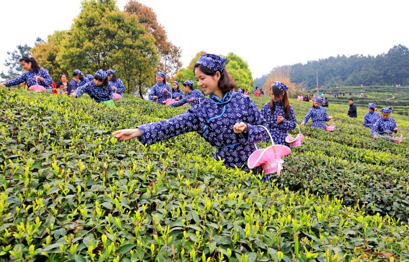 平昌縣高標準茶園。平昌縣委組織部供圖